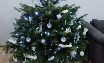 FOTO: Vianočné stromčeky Bratislavčanov