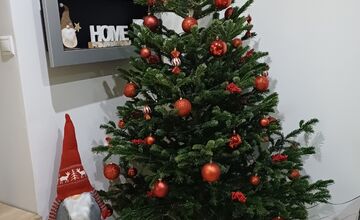 FOTO: Vianočné stromčeky Bratislavčanov