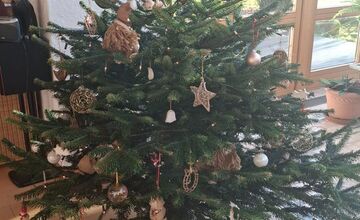 FOTO: Vianočné stromčeky Bratislavčanov