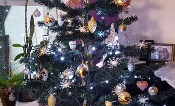 FOTO: Vianočné stromčeky Bratislavčanov