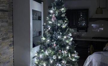 FOTO: Vianočné stromčeky Bratislavčanov