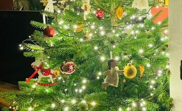 FOTO: Vianočné stromčeky Bratislavčanov