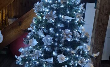 FOTO: Vianočné stromčeky Bratislavčanov