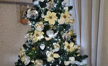 FOTO: Vianočné stromčeky Bratislavčanov