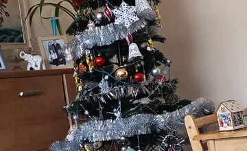 FOTO: Vianočné stromčeky Bratislavčanov