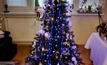 FOTO: Vianočné stromčeky Bratislavčanov