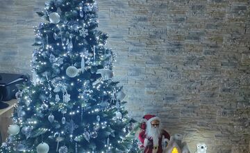 FOTO: Vianočné stromčeky Bratislavčanov