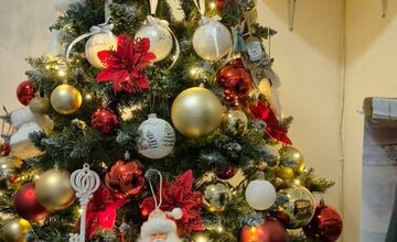 FOTO: Vianočné stromčeky Bratislavčanov