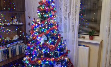 FOTO: Vianočné stromčeky Bratislavčanov