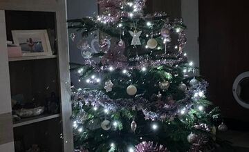 FOTO: Vianočné stromčeky Bratislavčanov