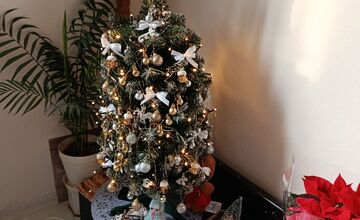 FOTO: Vianočné stromčeky Bratislavčanov