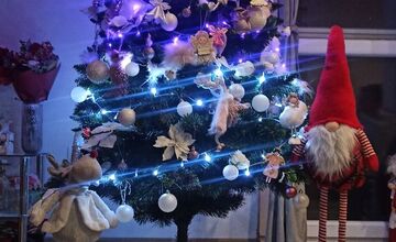 FOTO: Vianočné stromčeky Bratislavčanov