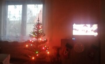 FOTO: Vianočné stromčeky Bratislavčanov