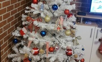 FOTO: Vianočné stromčeky Bratislavčanov