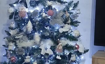 FOTO: Vianočné stromčeky Bratislavčanov