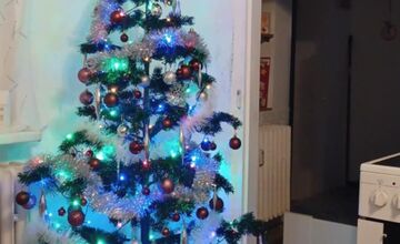 FOTO: Vianočné stromčeky Bratislavčanov