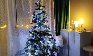 FOTO: Vianočné stromčeky Bratislavčanov