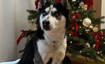 FOTO: Vianočné stromčeky Bratislavčanov