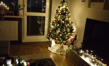 FOTO: Vianočné stromčeky Bratislavčanov