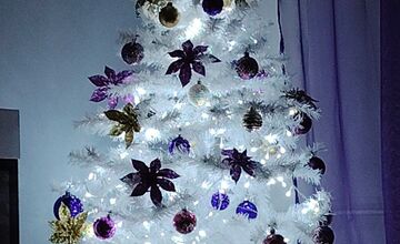 FOTO: Vianočné stromčeky Bratislavčanov