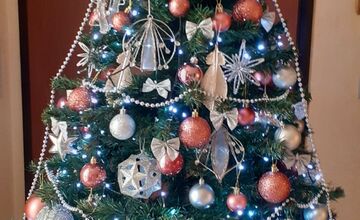 FOTO: Vianočné stromčeky Bratislavčanov