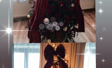 FOTO: Vianočné stromčeky Bratislavčanov