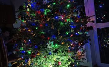 FOTO: Vianočné stromčeky Bratislavčanov