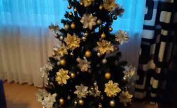 FOTO: Vianočné stromčeky Bratislavčanov