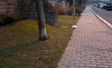 FOTO: Túlavý zajačik v Novom Meste