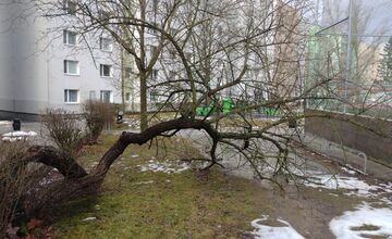 FOTO: Spadnuté stromy v Lamači