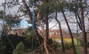 FOTO: Spadnuté stromy v Lamači