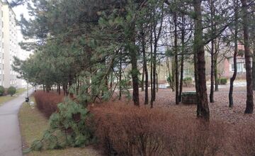 FOTO: Spadnuté stromy v Lamači