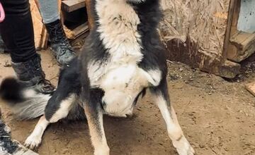 FOTO: Štátna veterinárna správa zasiahla proti chovateľke na Záhorí