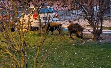 FOTO: VIDEO: V Rači si zvykajú na diviakov. Chodia im tam už aj do krčmy na pivo a cez cestu sa snažia chodiť po zebre