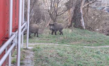 FOTO: VIDEO: V Rači si zvykajú na diviakov. Chodia im tam už aj do krčmy na pivo a cez cestu sa snažia chodiť po zebre