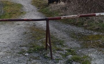 FOTO: VIDEO: V Rači si zvykajú na diviakov. Chodia im tam už aj do krčmy na pivo a cez cestu sa snažia chodiť po zebre