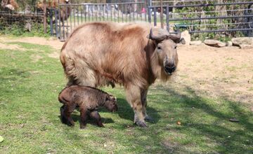 FOTO:  Vzácne mláďa takina zlatého v Zoo Bratislava