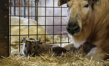 FOTO:  Vzácne mláďa takina zlatého v Zoo Bratislava