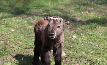 FOTO:  Vzácne mláďa takina zlatého v Zoo Bratislava