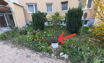 FOTO: Žena z Karlovej Vsi ponúka odrezky figovníka celkom zadarmo. Tu si pre ne môžete prísť