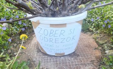 FOTO: Žena z Karlovej Vsi ponúka odrezky figovníka celkom zadarmo. Tu si pre ne môžete prísť