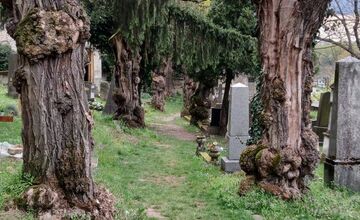 FOTO: Bratislavou sa šíria reči o zavretí Mikulášskeho cintorína. Aká je pravda? 