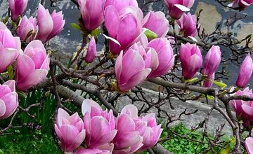 FOTO: Najkrajšie magnólie v Bratislave a okolí