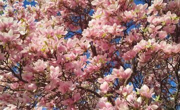 FOTO: Najkrajšie magnólie v Bratislave a okolí