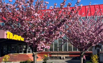 FOTO: Sakury na Trnavskom mýte