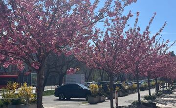 FOTO: Sakury na Trnavskom mýte