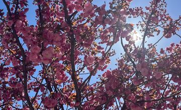 FOTO: Sakury na Trnavskom mýte