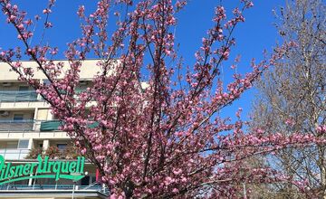 FOTO: Sakury na Trnavskom mýte